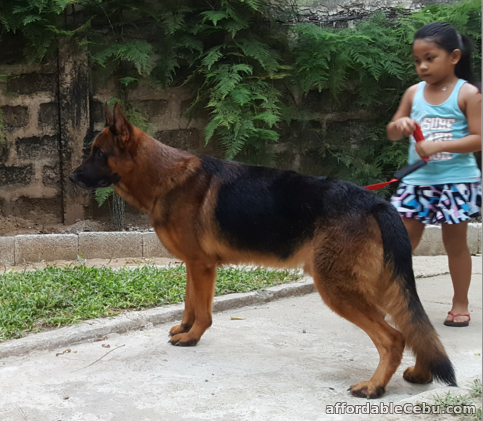 4th picture of German Shepherd Cebu STUD Service - WORLD Champion line. PROVEN. For Sale or Swap in Cebu, Philippines