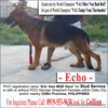 German Shepherd Cebu STUD Service - WORLD Champion line. PROVEN.