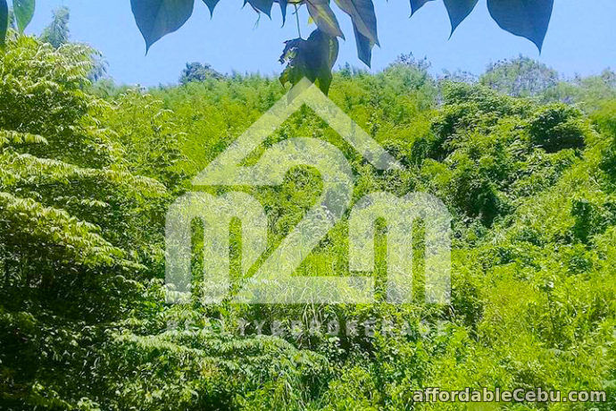 4th picture of Lot For Sale - Sunflower Valley(LOT ONLY) Bagalnga, Compostela Cebu For Sale in Cebu, Philippines