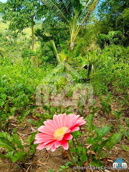 3rd picture of Green Valley Heights(LOT ONLY) Babag, Cebu City For Sale in Cebu, Philippines