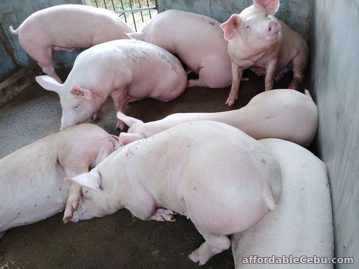 3rd picture of Baboy for sale in cebu area For Sale in Cebu, Philippines