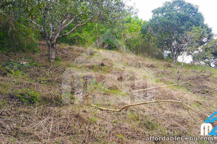 3rd picture of Farmville Subdivision(LOT ONLY) For Sale in Cebu, Philippines