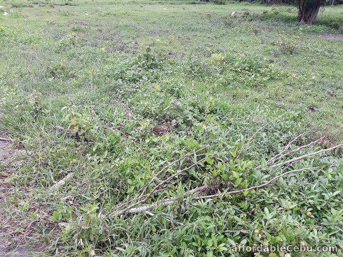 1st picture of lot for sale For Sale in Cebu, Philippines