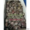 FRESH SCALLOPS DIRECT SUPPLIER IN CEBU CITY!