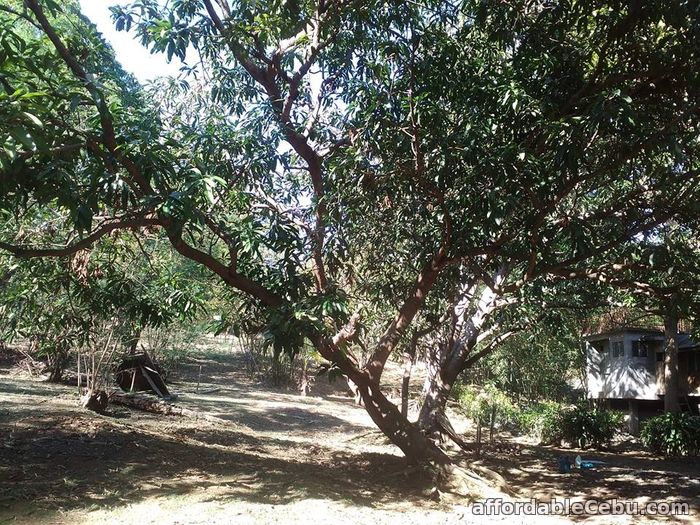 1st picture of Forest lot for sale with 3 build houses For Sale in Cebu, Philippines