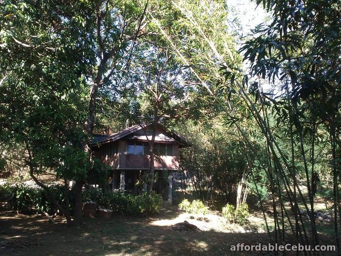 3rd picture of Forest lot for sale with 3 build houses For Sale in Cebu, Philippines