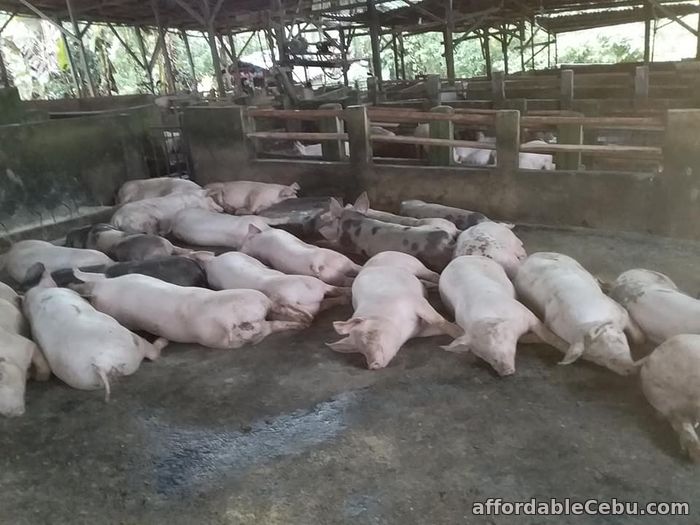1st picture of For Sale Livestock Pig 90 kg above For Sale in Cebu, Philippines