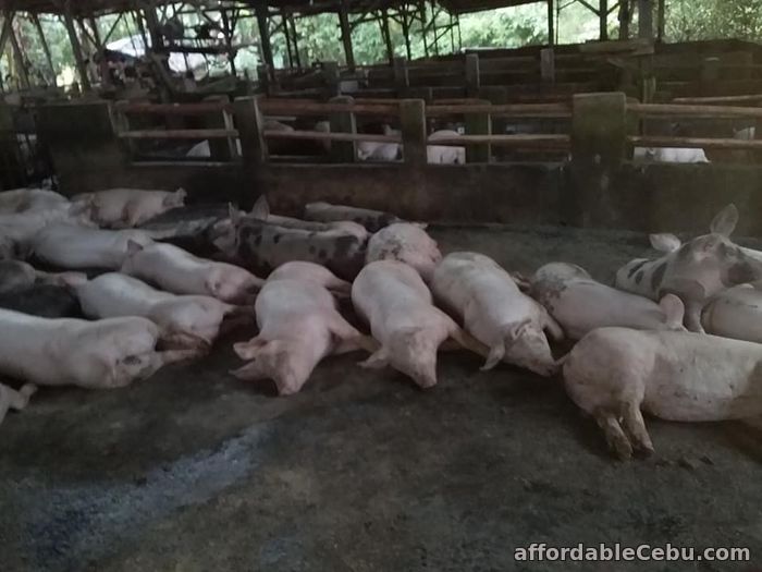 2nd picture of For Sale Livestock Pig 90 kg above For Sale in Cebu, Philippines