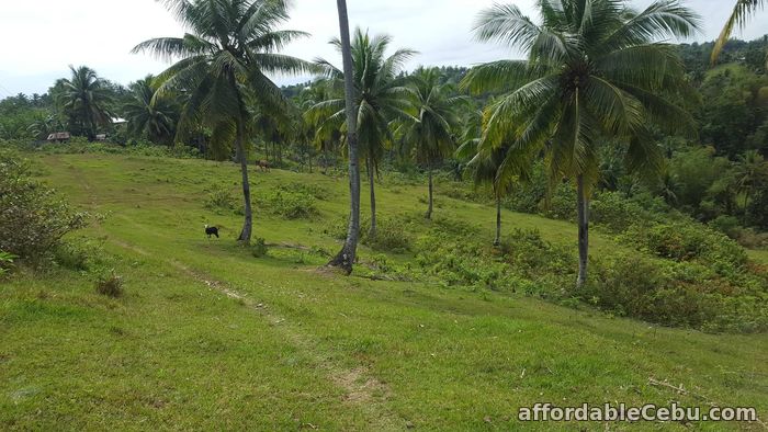 1st picture of Farm for sale For Sale in Cebu, Philippines