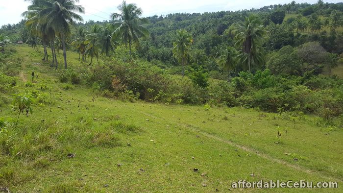 4th picture of Farm for sale For Sale in Cebu, Philippines