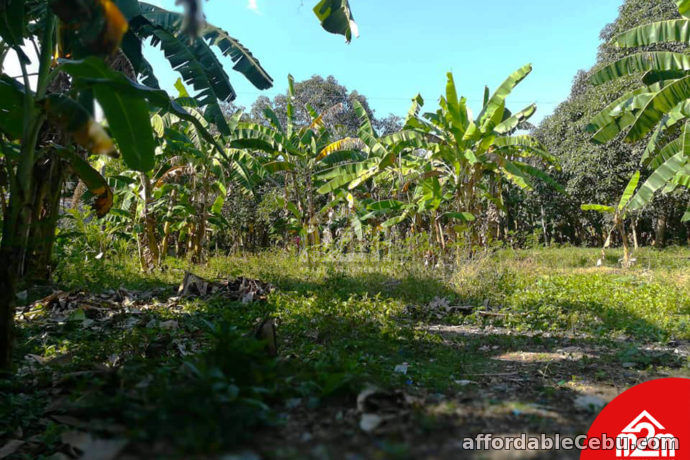 2nd picture of Orland Plains(LOT ONLY) Cogon, Maslog Danao, Cebu City For Sale in Cebu, Philippines