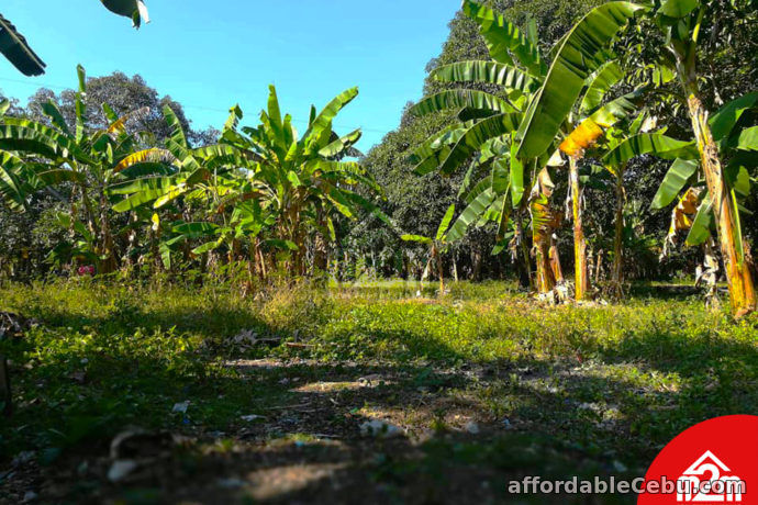 1st picture of Orland Plains(LOT ONLY) Cogon, Maslog Danao, Cebu City For Sale in Cebu, Philippines