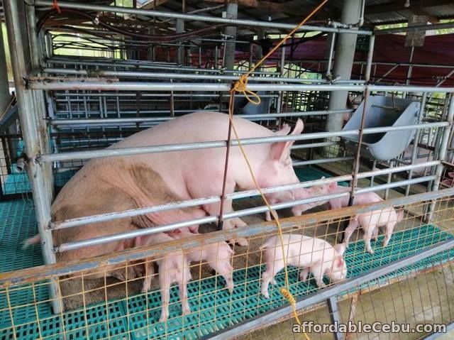 2nd picture of piglets for sale in cebu For Sale in Cebu, Philippines