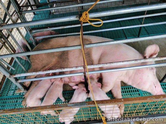 1st picture of piglets for sale in cebu For Sale in Cebu, Philippines