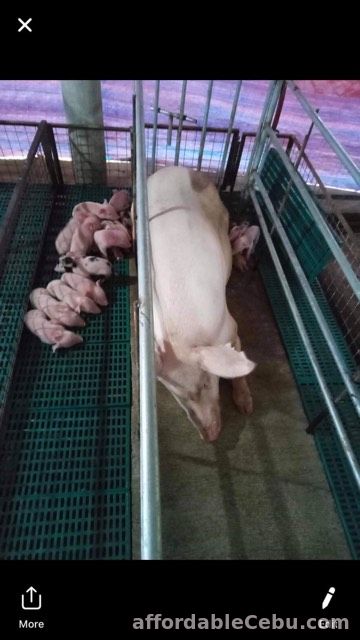3rd picture of piglets for sale in cebu For Sale in Cebu, Philippines