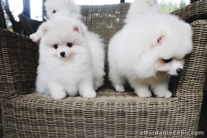 1st picture of pomeranian puppies for adoption Announcement in Cebu, Philippines