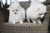 pomeranian puppies for adoption