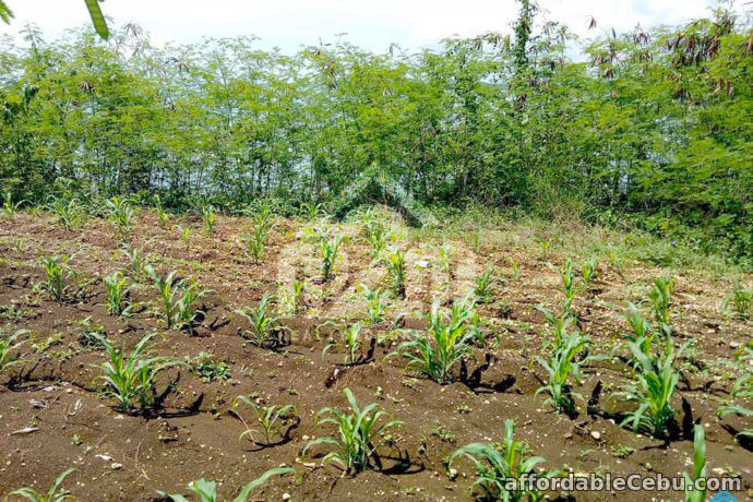 2nd picture of Casa Al Mare(LOT ONLY) Brgy Hagnaya, San Remigio, Cebu For Sale in Cebu, Philippines