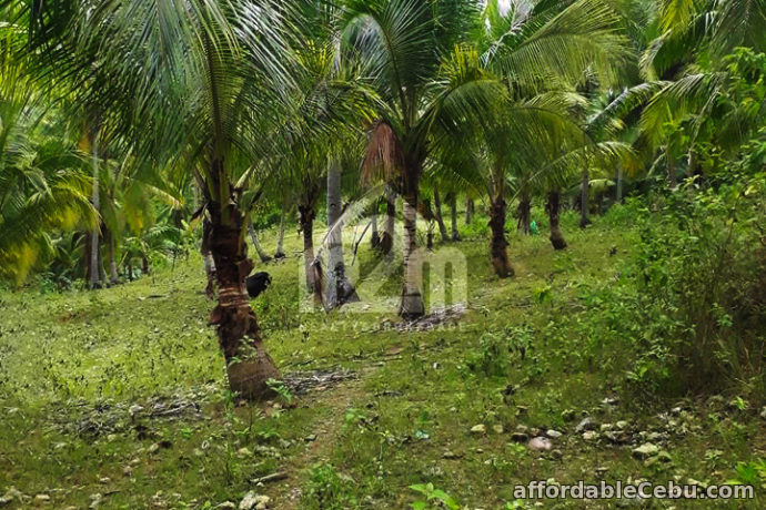 1st picture of Zoilon Farm Ville(LOT ONLY) Ipil Carmen, Cebu City For Sale in Cebu, Philippines