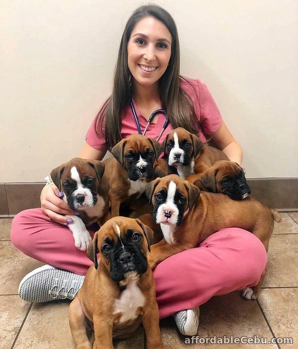 1st picture of Amazing Kc Boxer Puppies Available For Sale For Sale in Cebu, Philippines