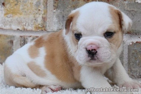 1st picture of ENGLISH BULLDOG PUPPIES For Sale in Cebu, Philippines