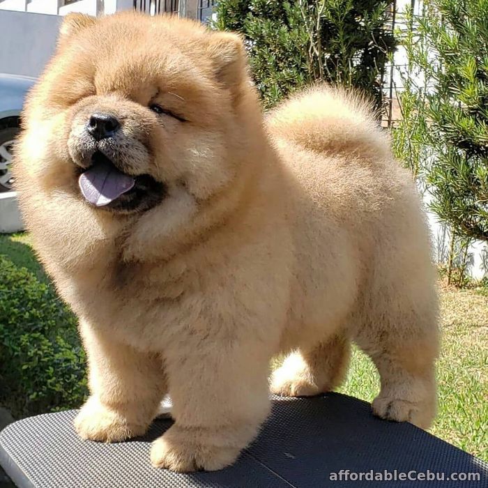 1st picture of CHOW CHOW PUPS For Sale in Cebu, Philippines