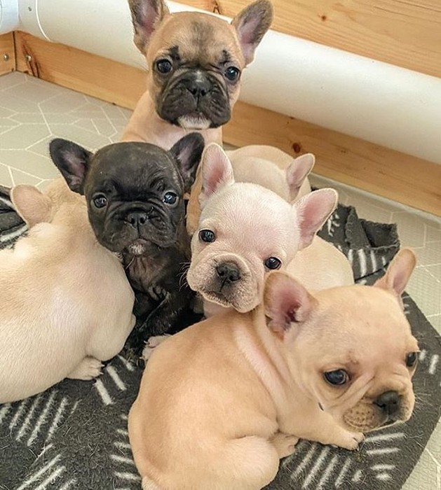 1st picture of FRENCH BULLDOG PUPPIES For Sale in Cebu, Philippines