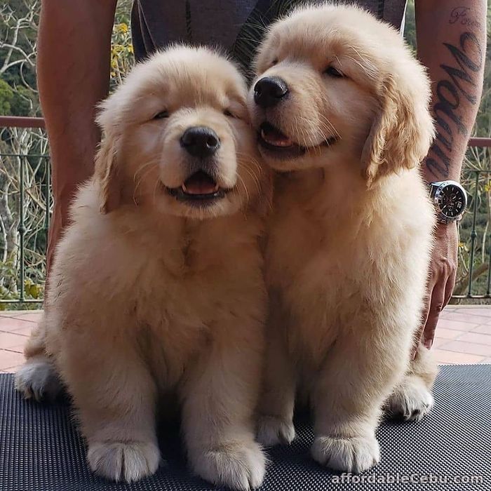 GOLDEN RETRIEVER PUPPIES FOR SALE For Sale Cebu City Cebu