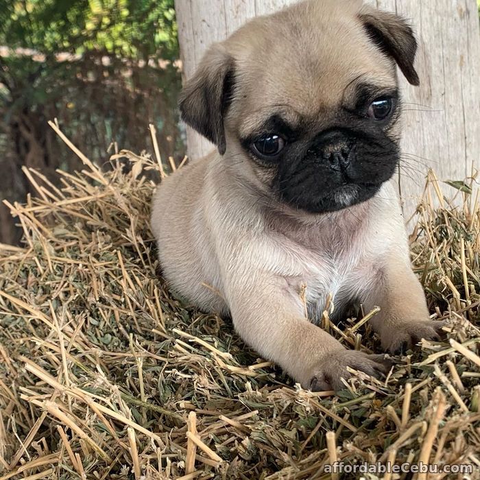 1st picture of PUG PUPPIES For Sale in Cebu, Philippines