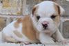 ENGLISH BULLDOG PUPPIES