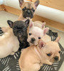 FRENCH BULLDOG PUPPIES