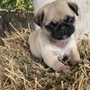 PUG PUPPIES