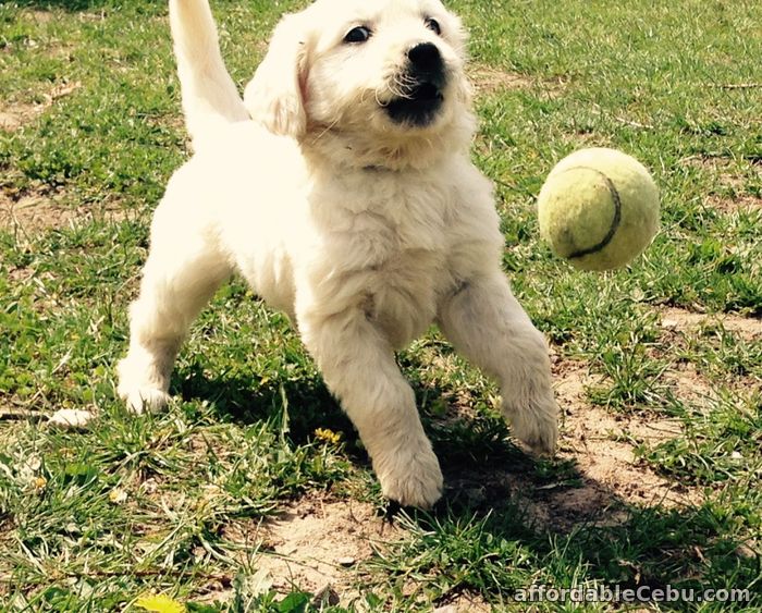 1st picture of beautiful golden retriever puppies. Offer in Cebu, Philippines