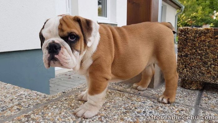 1st picture of English bulldog puppy for adoption Offer in Cebu, Philippines