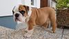 English bulldog puppy for adoption