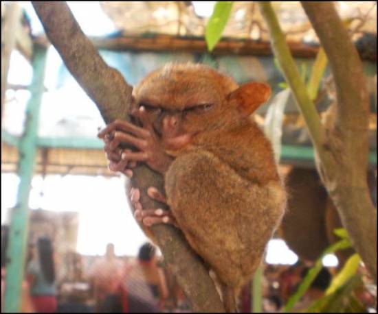 Picture of Philippine Tarsier: The Smallest Primate in the World