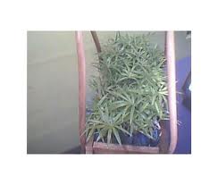 Picture of Rattan Plants