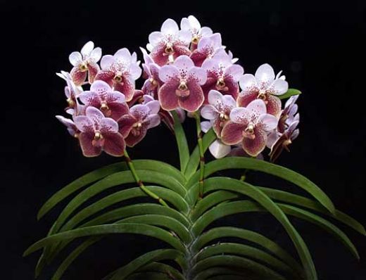 Waling-waling orchid (Vanda Sanderiana) - New Philippines' National