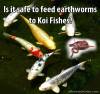 Picture of Is it safe to feed earthworms to Koi Fishes?