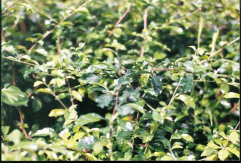 Picture of Tsaang-Gubat (Carmona Retusa) Healing Powers Discovered by NRCP Research Project