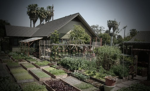 Picture of How to Avail of Urban Agricultural Training in Cebu City, Philippines