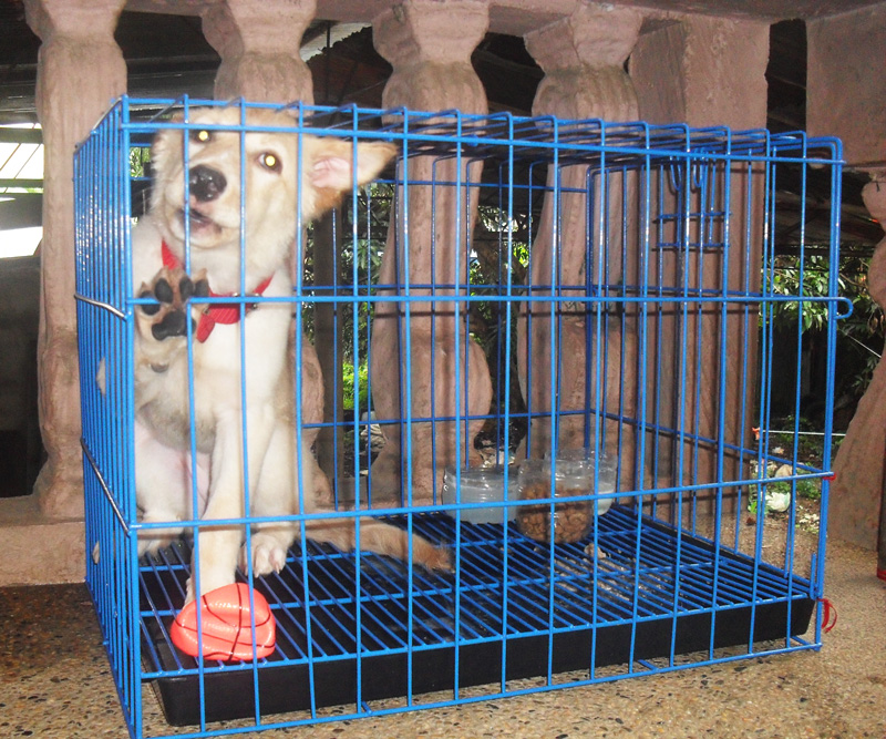 Japanese Shitzu Dog inside a Cage