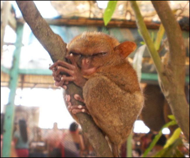 Tarsier Sleeping