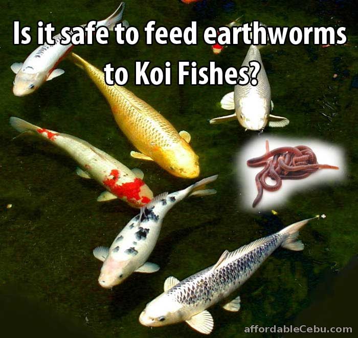 Feeding earthworms to Koi Fishes