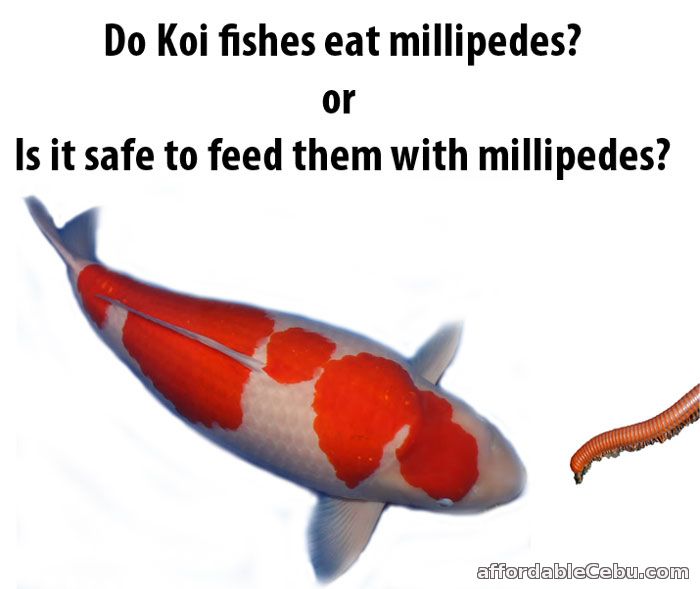 Koi eats millipede