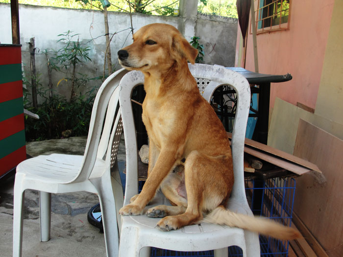 Dog Sitting in a Chair
