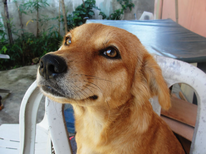 MX3 (Mangosteen Content): Effective in Treating My Dog's Illness