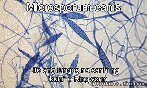 Microsporum Canis Fungus - sanhi ng Buni o Ringworm fungal infection