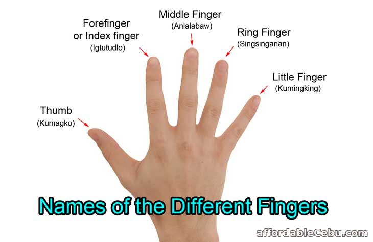 Names of Different Fingers