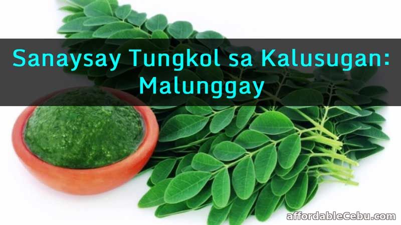 Sanaysay Tungkol sa Kalusugan: Malunggay